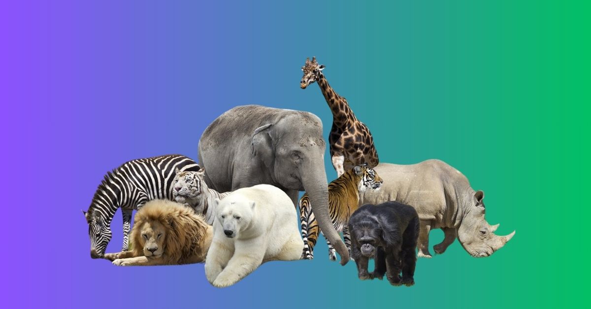 Animals with Big Foreheads