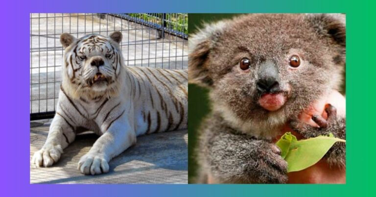 Animals with Down Syndrome