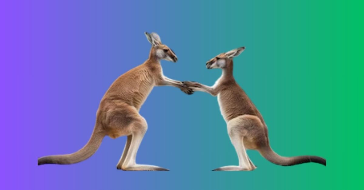 Are Kangaroos Smart