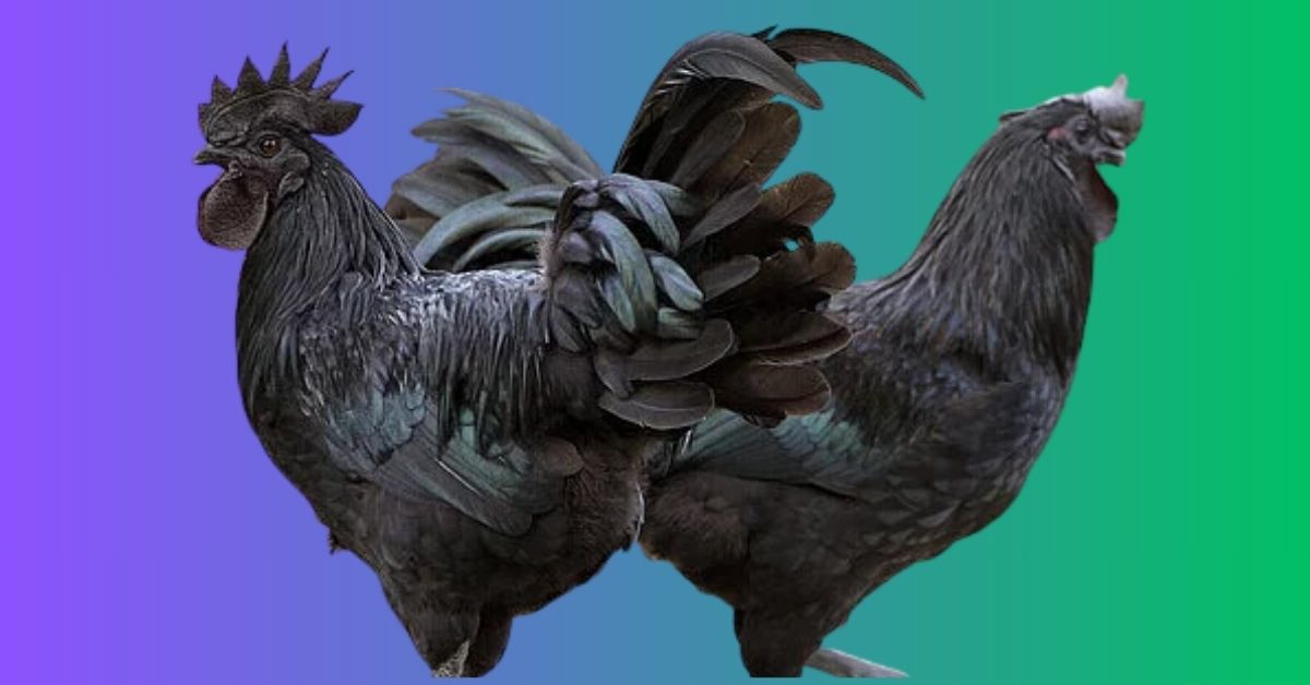 Black Chicken Names