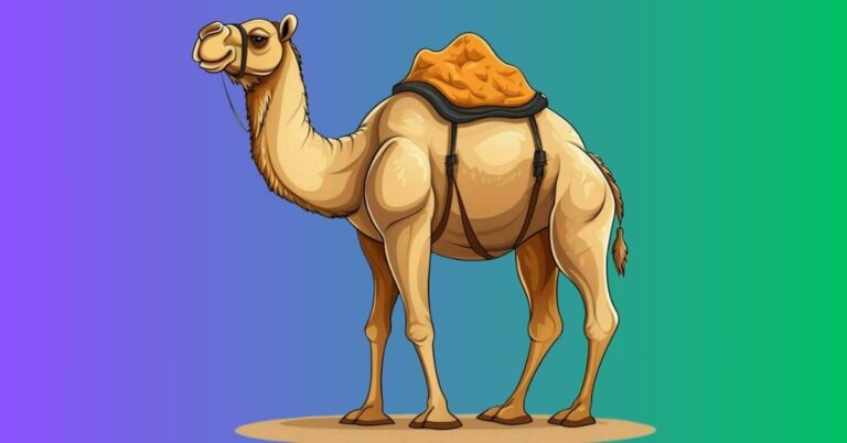 How much does a camel cost?