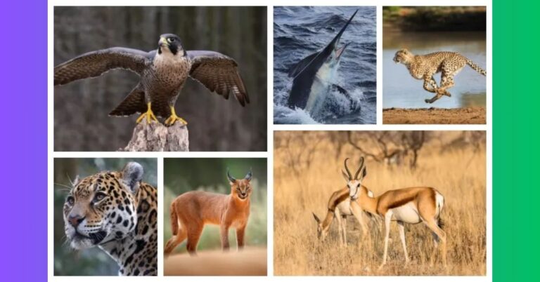 Top 11 Most Energetic Animals In The World