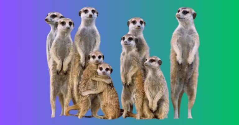 Animals That Walk On Two Legs