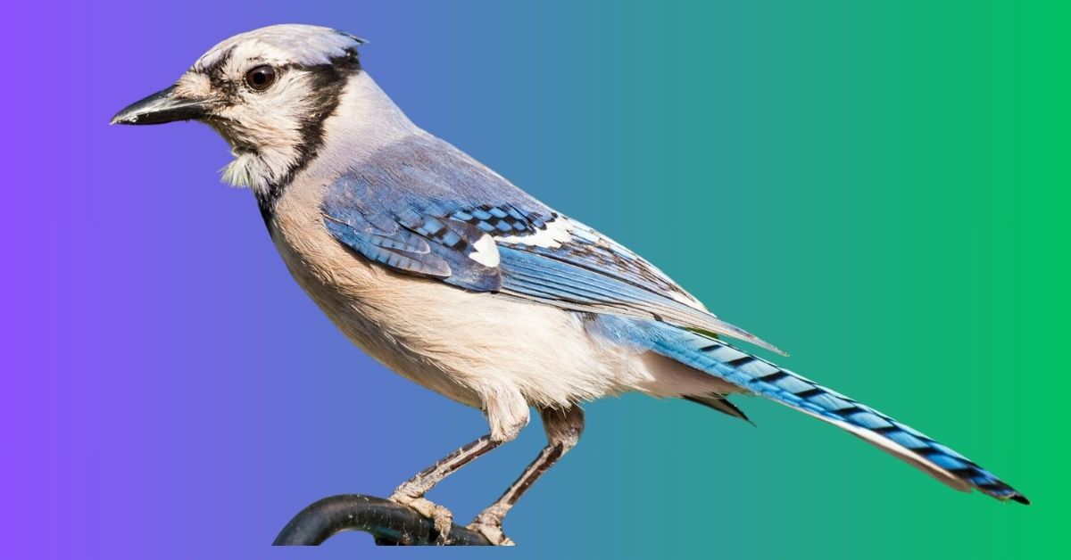 Blue Jay Spiritual Meaning and Symbolism