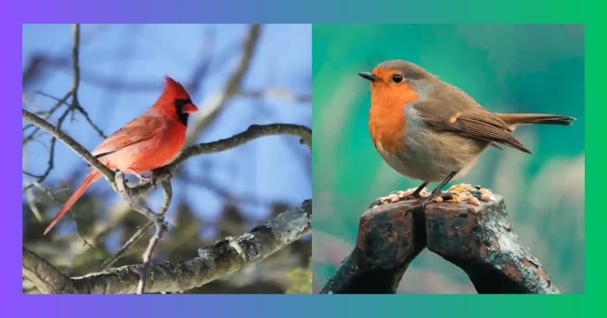 Cardinal vs Robin