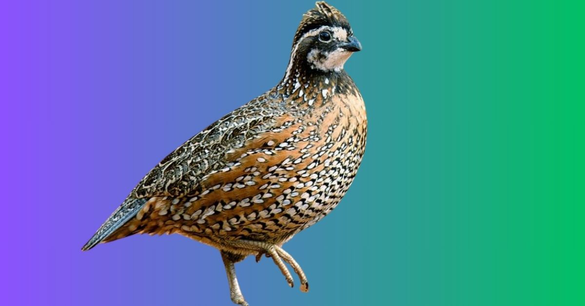 Quail of Michigan (1 Species to Know)