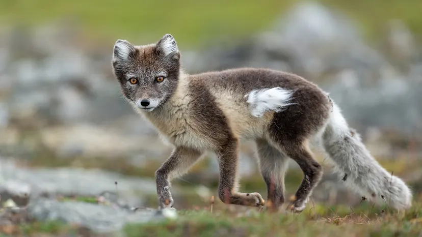 Animals That Start With A