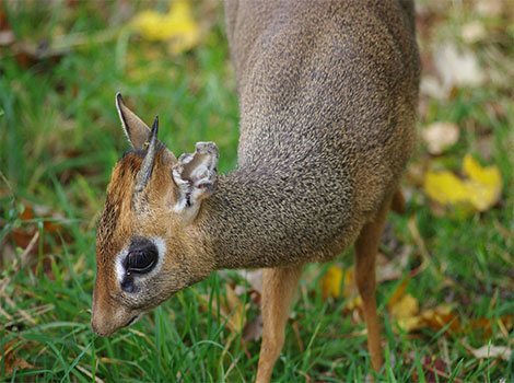 Animals That Start With D