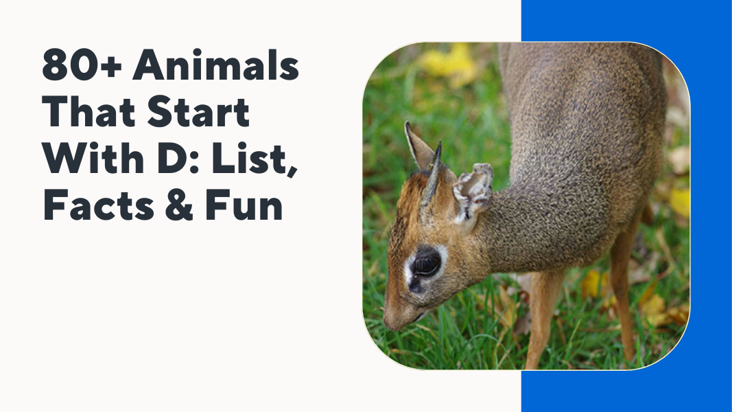 Animals That Start With D