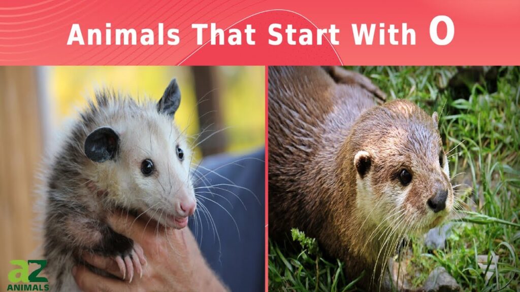 Animals That Start With O