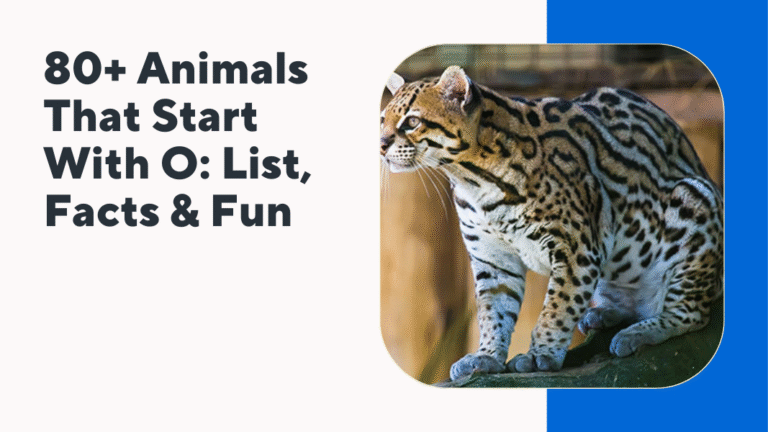 Animals That Start With O
