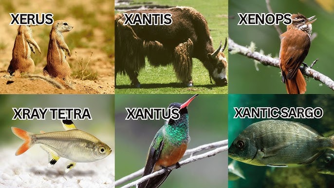 Animals That Start With X