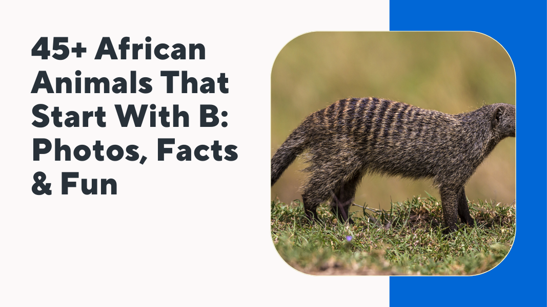 African Animals That Start With B