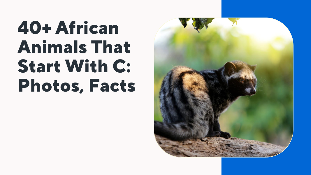 African Animals That Start With C