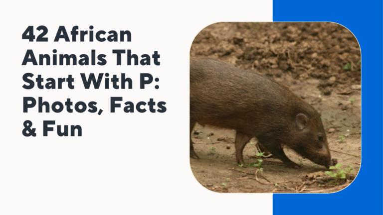 African Animals That Start With P
