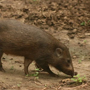 African Animals That Start With P