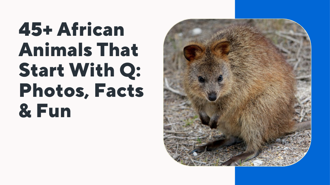 African Animals That Start With Q