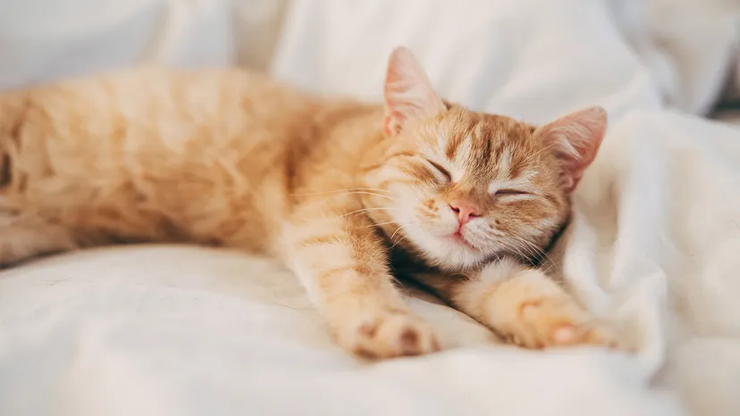 Animals That Start With C