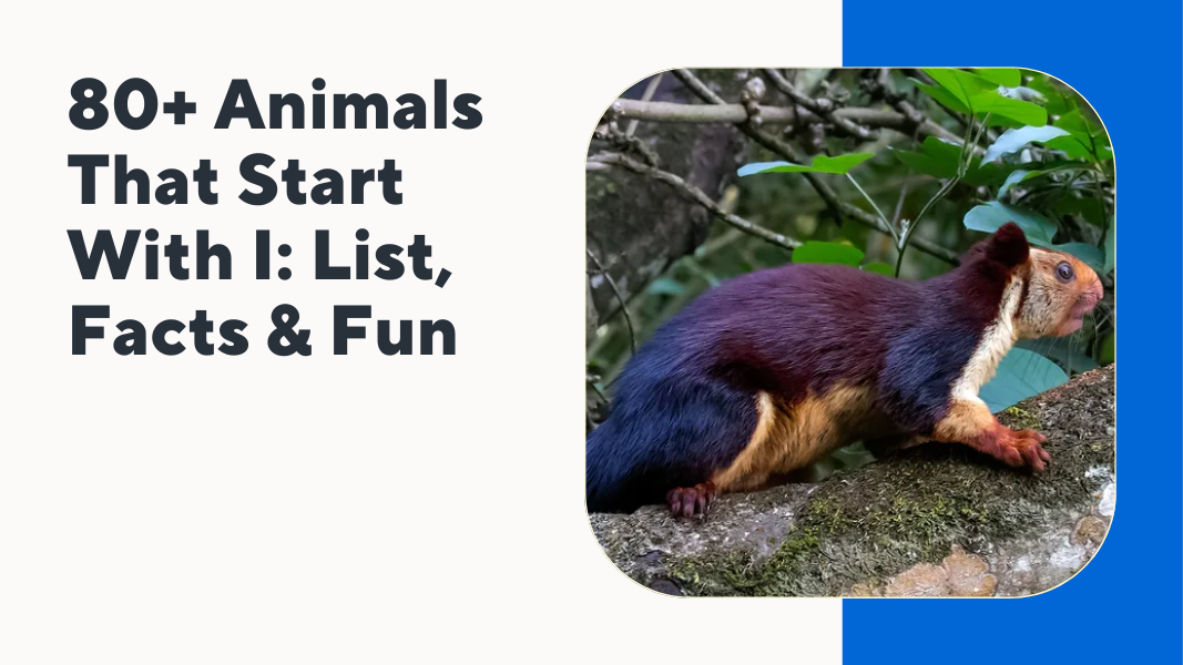 Animals That Start With I