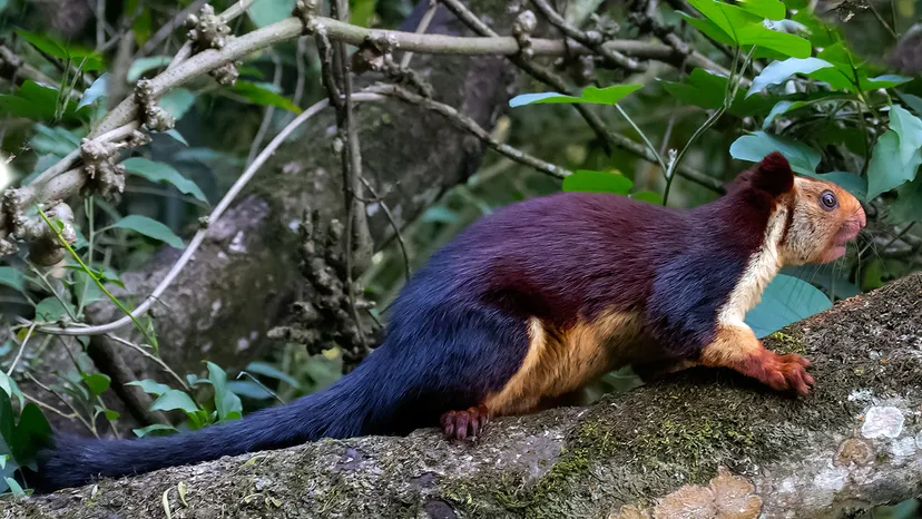 Animals That Start With I