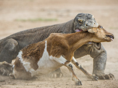 Animes That Start With K