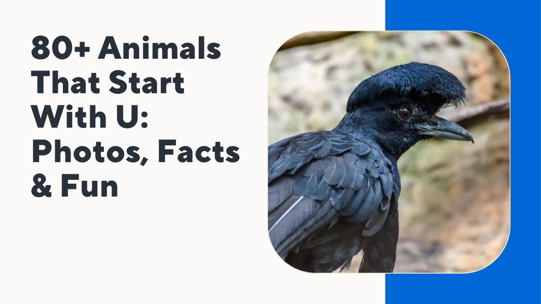 Animals That Start With U