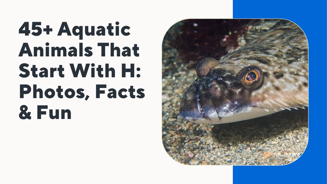 Aquatic Animals That Start With H