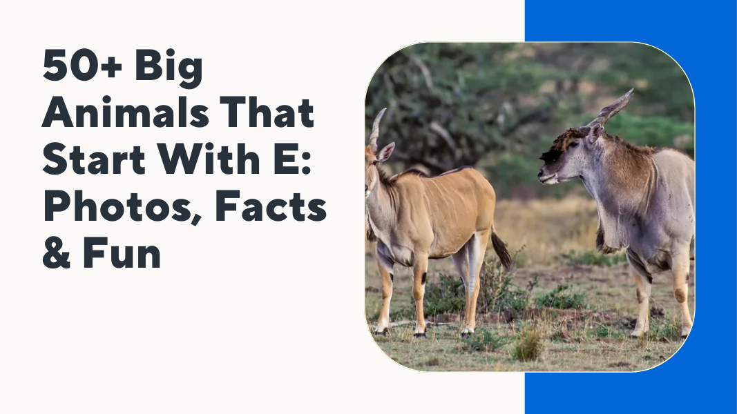 Big Animals That Start With E