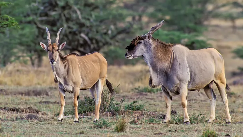 Big Animals That Start With E