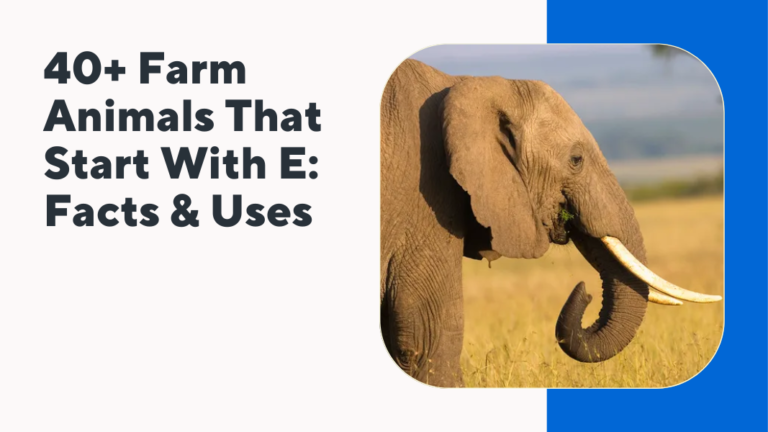 Farm Animals That Start With E