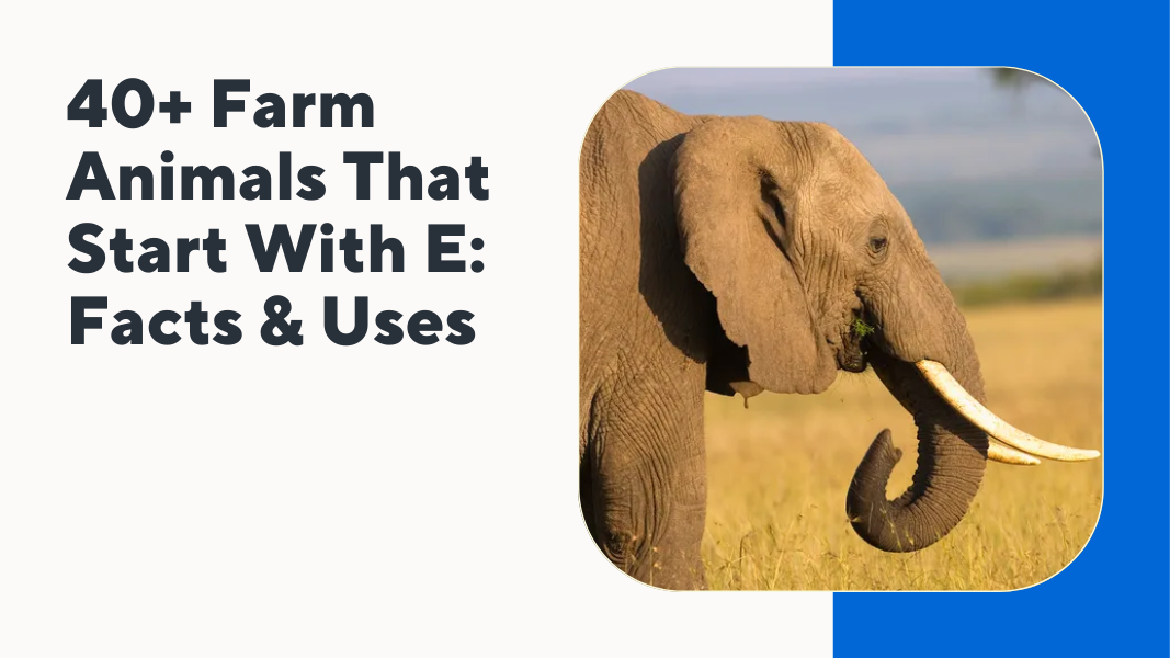 Farm Animals That Start With E