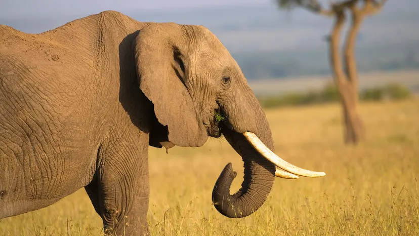 Farm Animals That Start With E