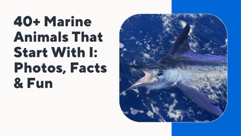 Marine Animals That Start With I