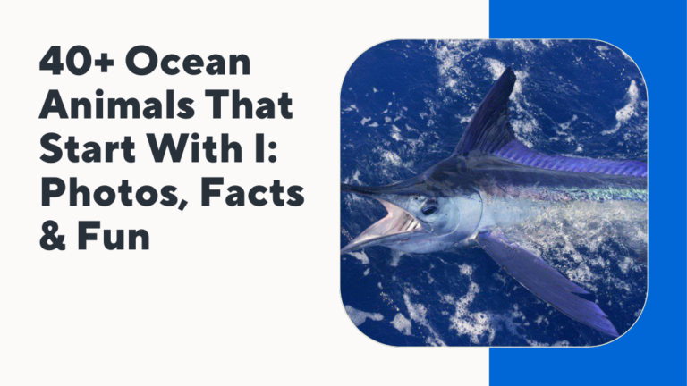 Ocean Animals That Start With I