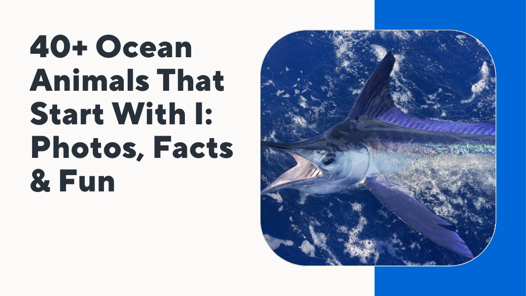 Ocean Animals That Start With I