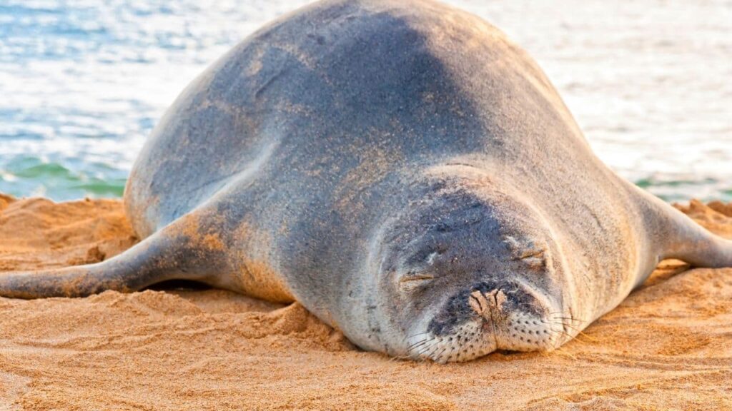 Ocean Animals That Start With M