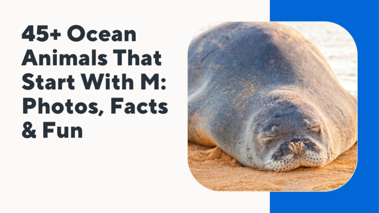 Ocean Animals That Start With M