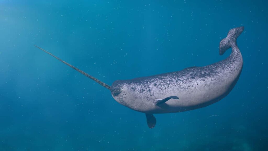 Ocean Animals That Start With Q