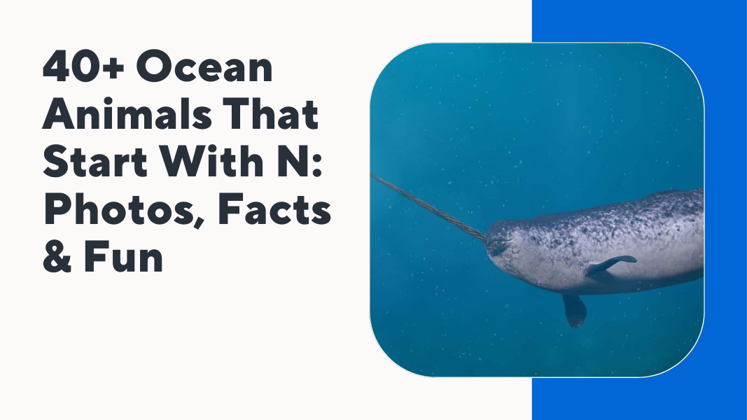 Ocean Animals That Start With N