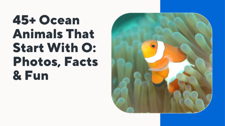 Ocean Animals That Start With O