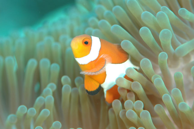 Ocean Animals That Start With O