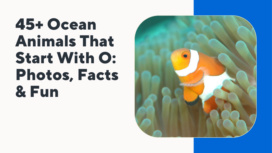 Ocean Animals That Start With O