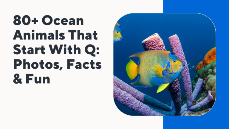 Ocean Animals That Start With Q