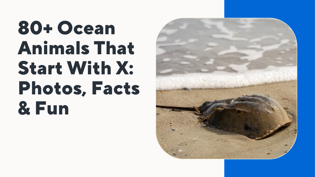 Ocean Animals That Start With X
