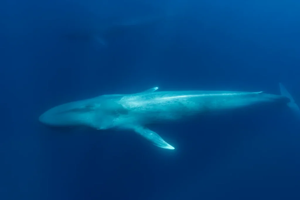 Sea Animals That Start With B