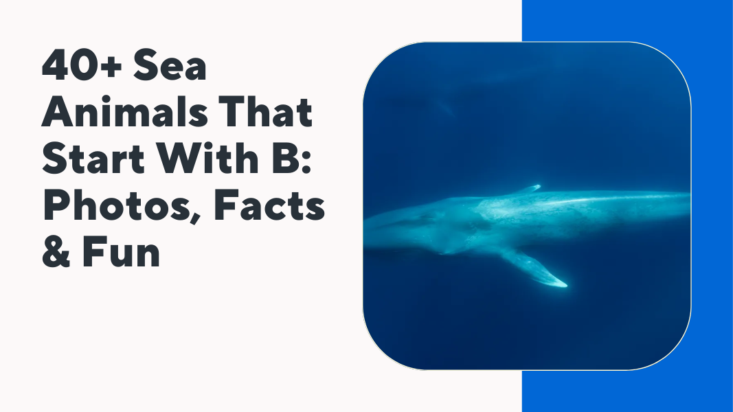 Sea Animals That Start With B