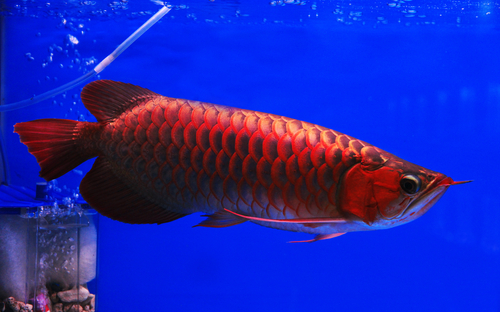 Sea Animals That Start With L