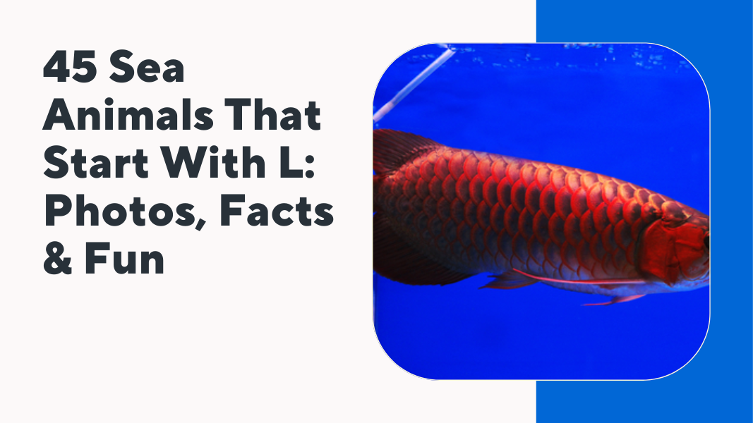 Sea Animals That Start With L