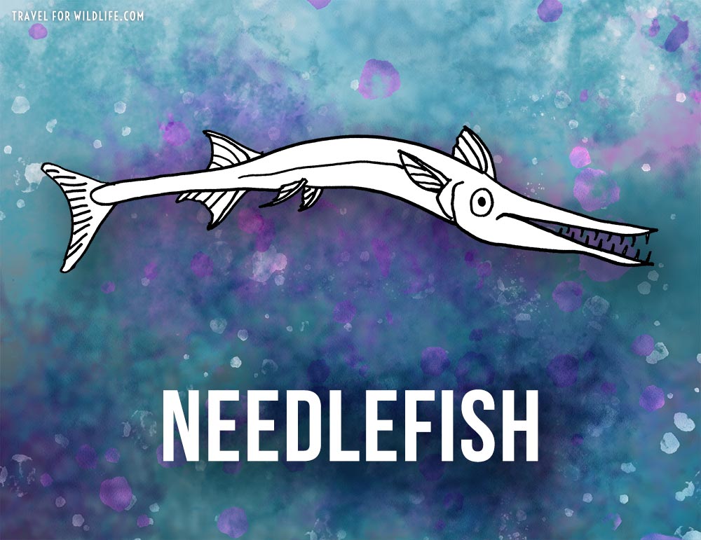 Sea Animals That Start With N