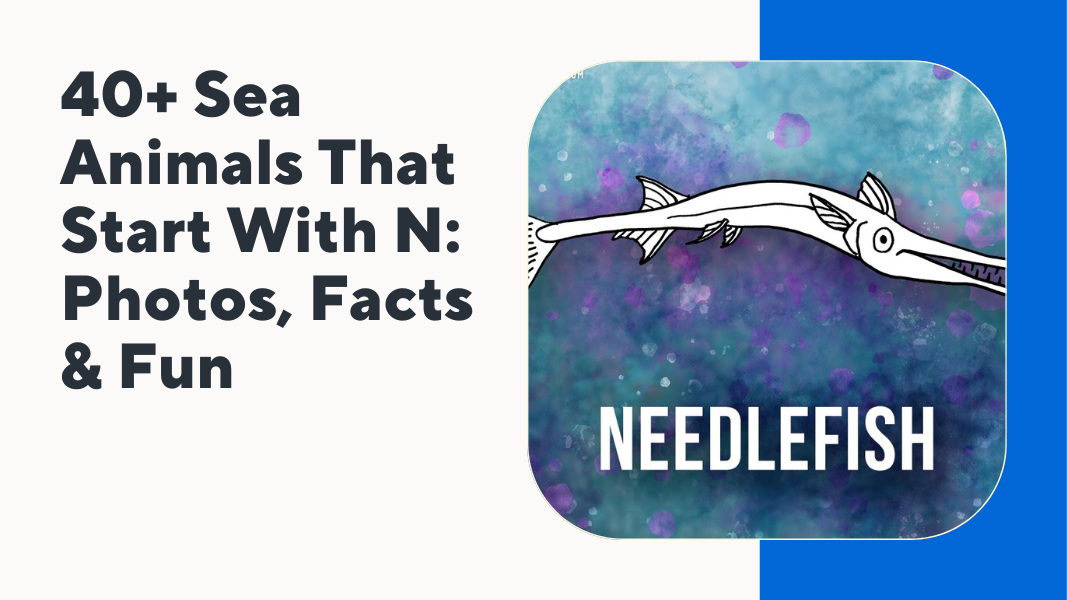 Sea Animals That Start With N